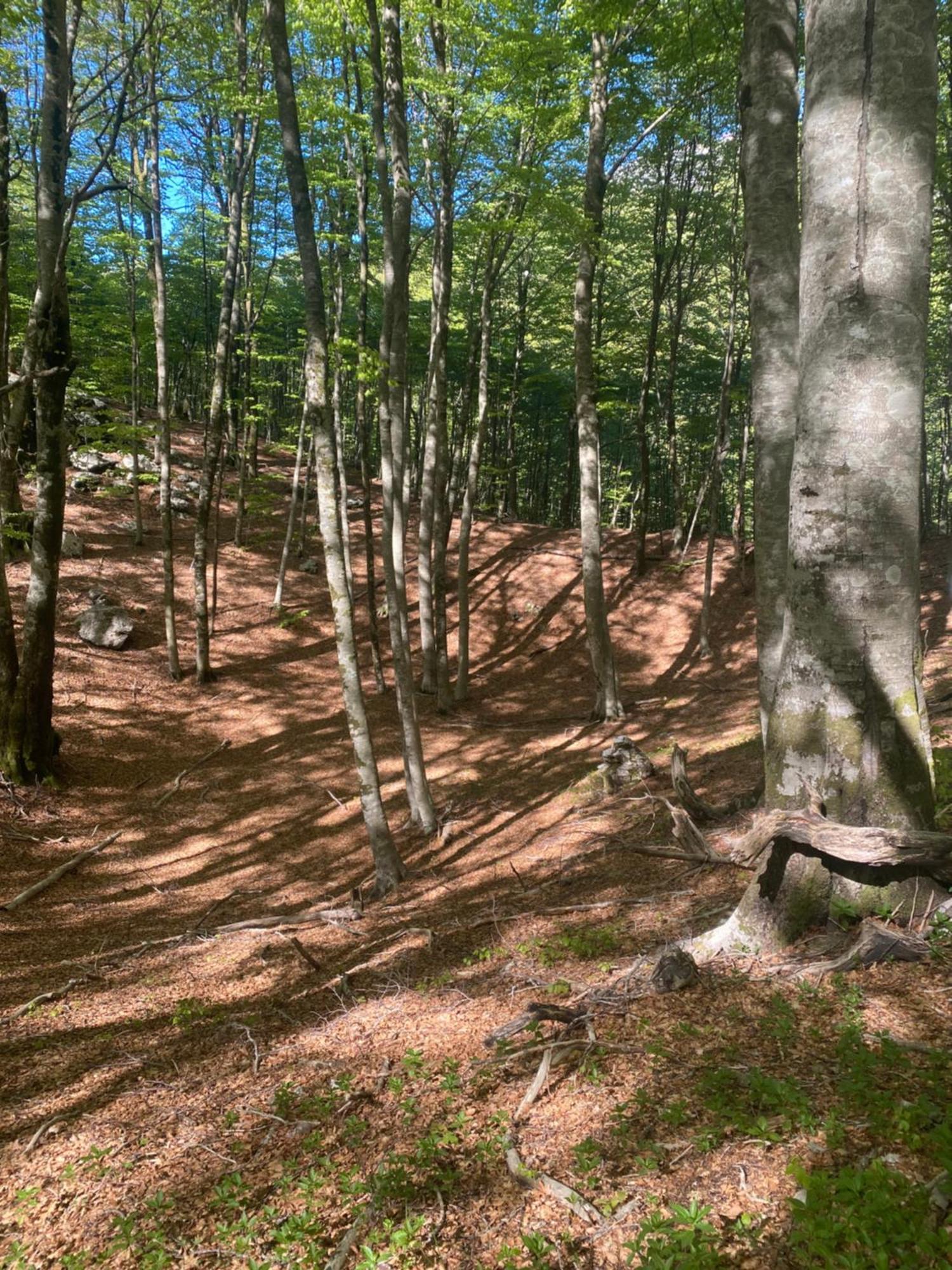Вилла Albero Casa Цетине Экстерьер фото